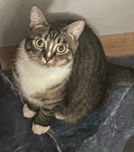 ‼️ZAGINEŁA KOTKA LUSIA‼️