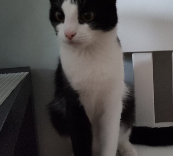 Zaginęła kotka Mera