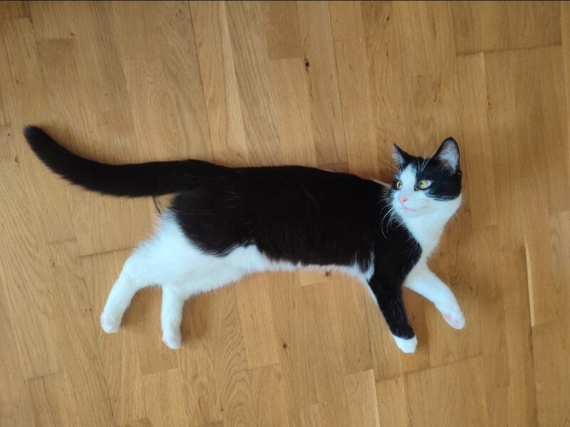 Zaginęła kotka Mera