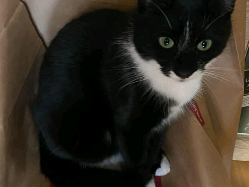 Zaginęła kotka Lola