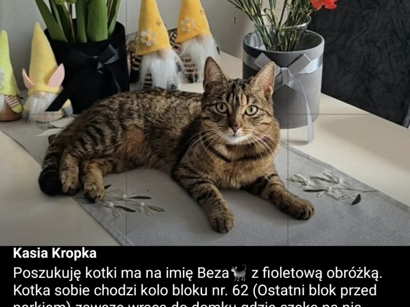 Zaginęła bura Kotka