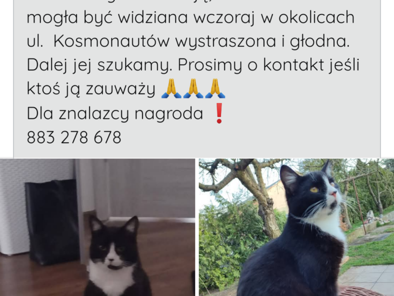 Zaginęła kotka Maszka