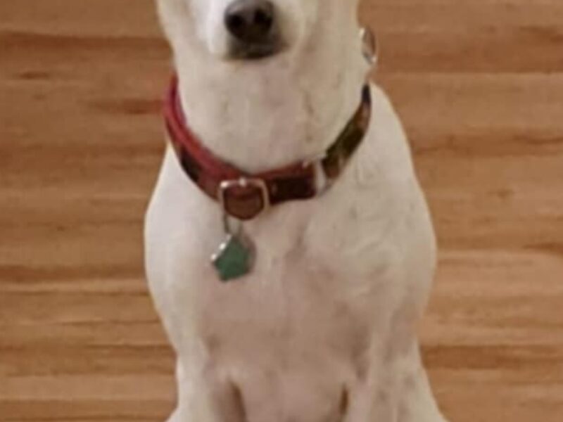 Zaginęła sunia Abi