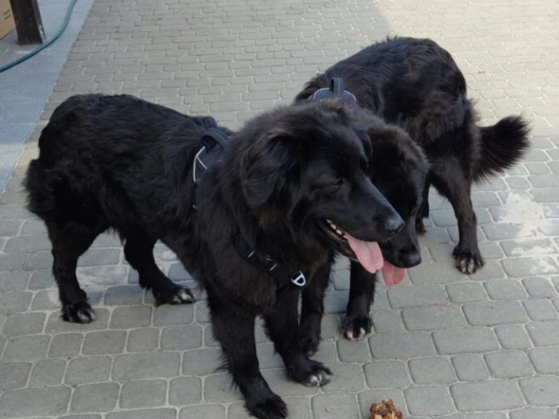 Zaginął Czarny Owczarek Klara