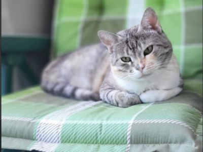 Zaginęła kotka Lukrecja w Sarbinowie