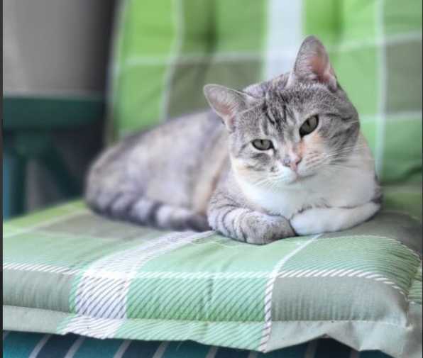 Zaginęła kotka Lukrecja w Sarbinowie