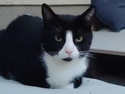 Zaginął nasz kochany futrzak