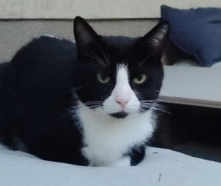 Zaginął nasz kochany futrzak