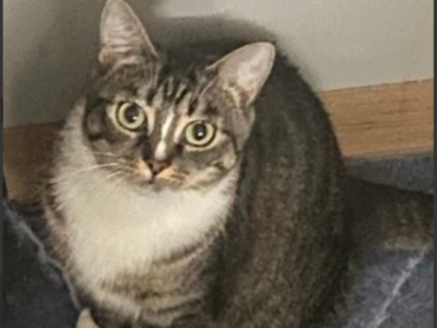 ‼️ZAGINEŁA KOTKA LUSIA‼️