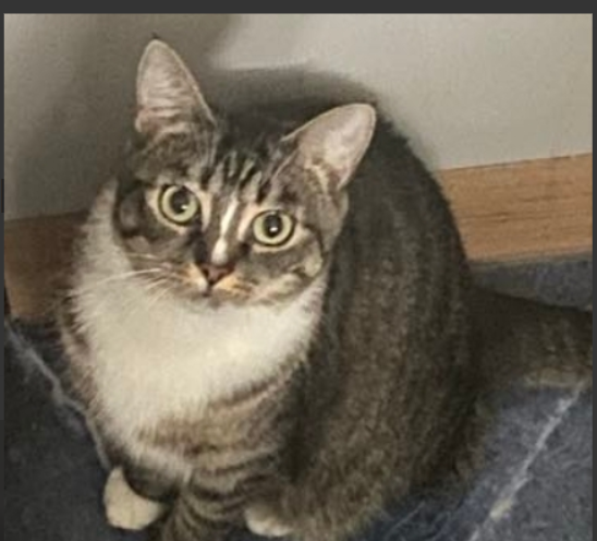 ‼️ZAGINEŁA KOTKA LUSIA‼️