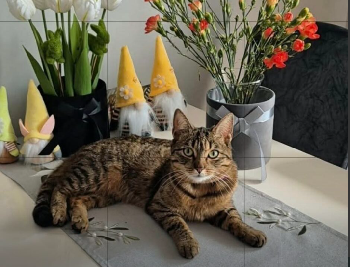 Zaginęła bura Kotka