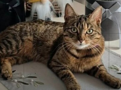 Zaginęła bura Kotka