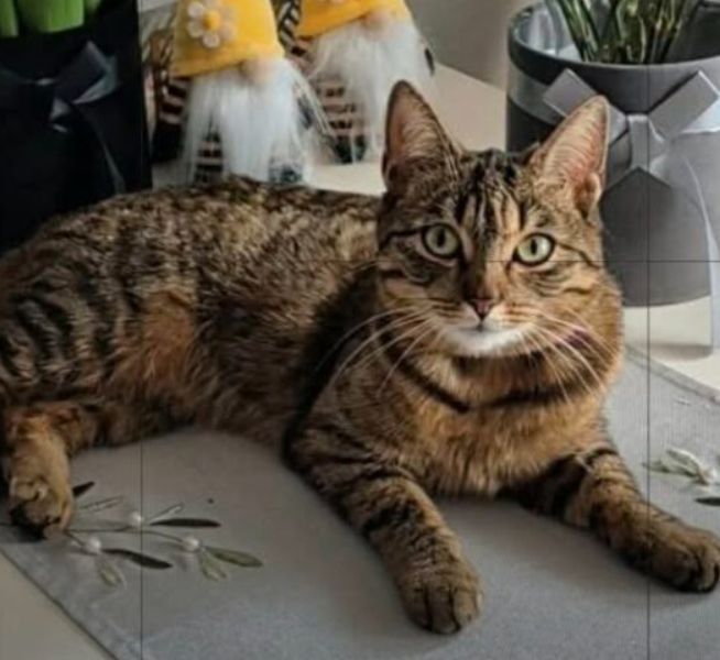 Zaginęła bura Kotka