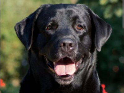 Zaginął pies rasy labrador czarny sunia