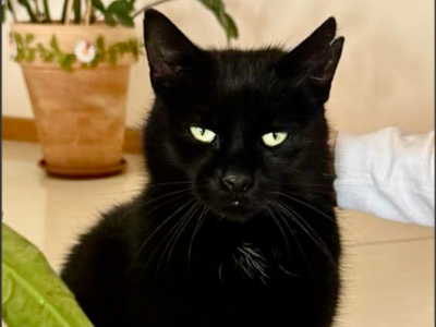 Zaginął czarny kocurek