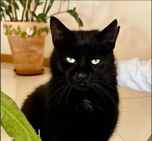 Zaginął czarny kocurek