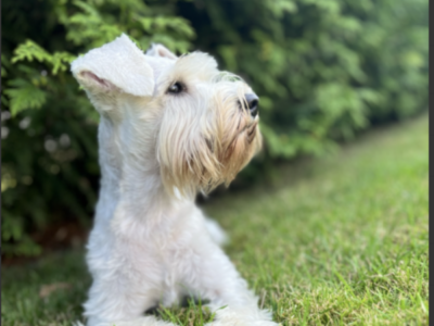 Zginęła Suczka Zula