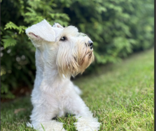 Zginęła Suczka Zula