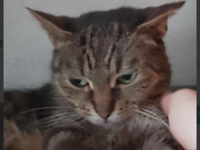 Zaginęła kotka Krysia