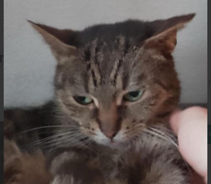 Zaginęła kotka Krysia