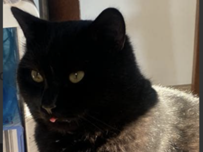 Widziszewo! Zaginął kot Tosiek!