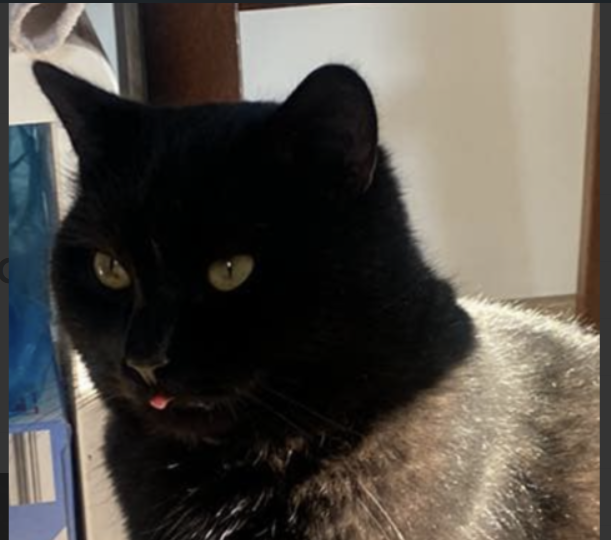 Widziszewo! Zaginął kot Tosiek!