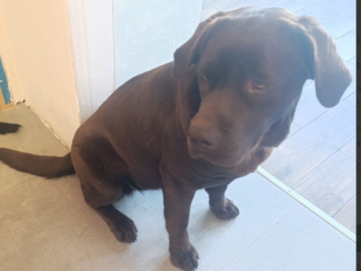 Zaginęła sunia Lusia