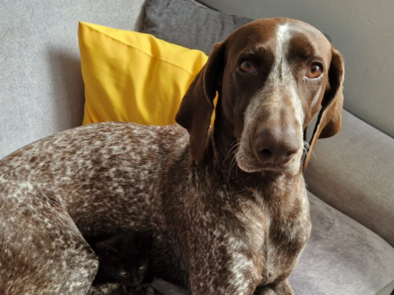 Zaginął Wyżeł Niemiecki