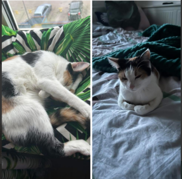 Zaginęła kotka Miłka