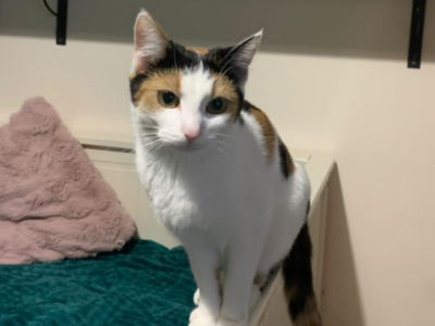 Zaginęła kotka Miłka