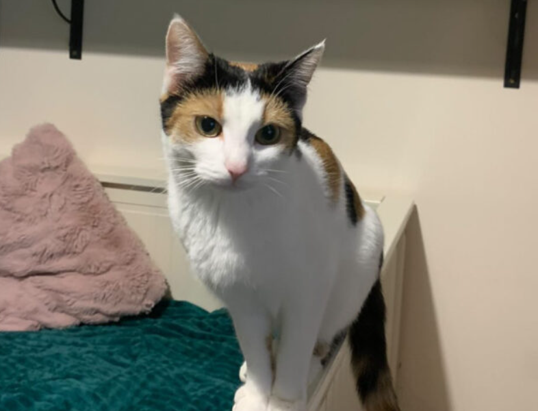 Zaginęła kotka Miłka