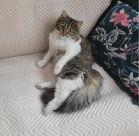 Zaginęła kotka Pusia