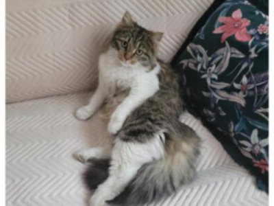 Zaginęła kotka Pusia