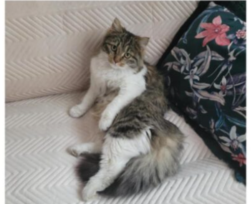 Zaginęła kotka Pusia