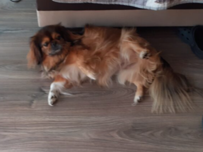 Zaginęła Sunia Pekińczyk