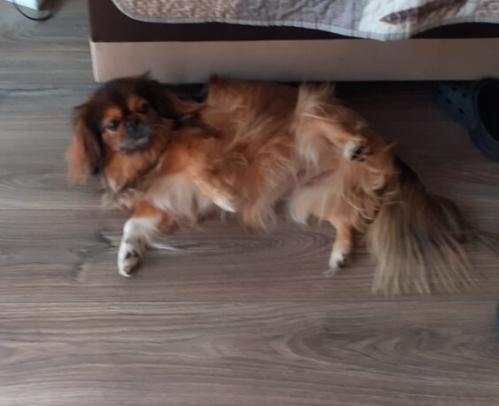 Zaginęła Sunia Pekińczyk