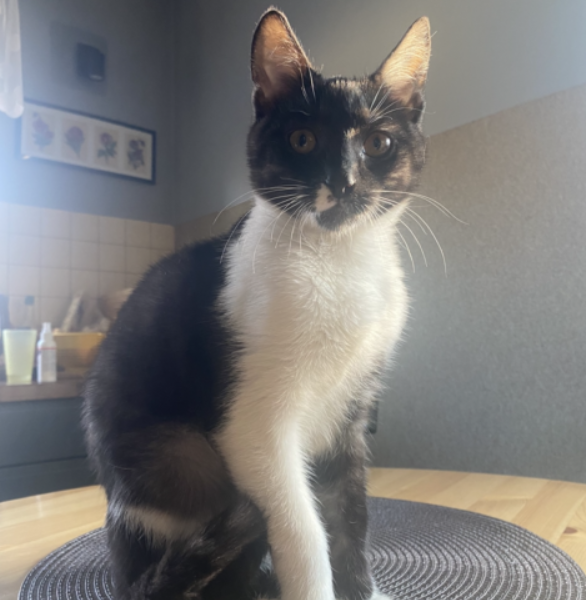 Zaginął kotek Julek !!!