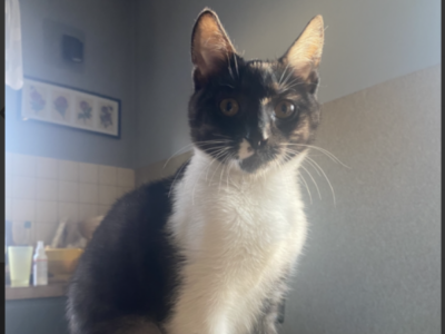 Zaginął kotek Julek !!!