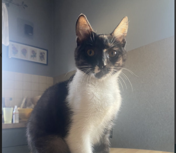 Zaginął kotek Julek !!!