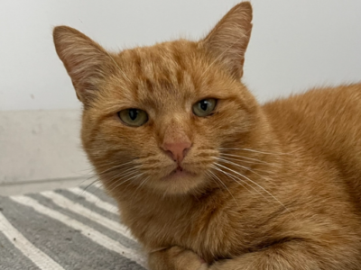 Zaginął rudy kotek