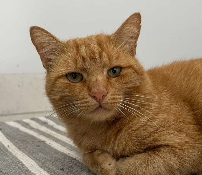 Zaginął rudy kotek