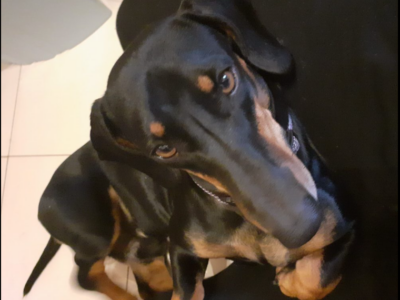 Zaginął Jamnik Tofik