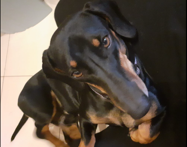 Zaginął Jamnik Tofik