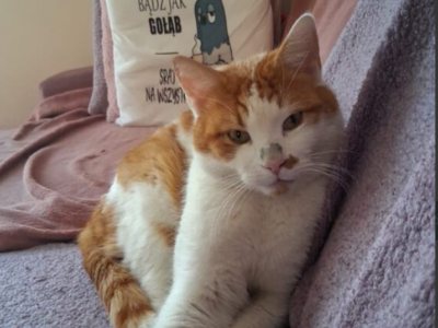 Zaginął kocurek Blue