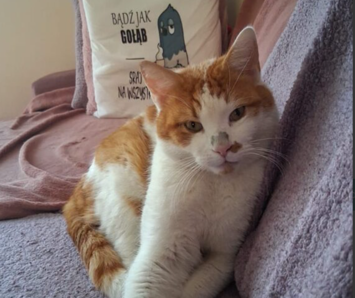 Zaginął kocurek Blue