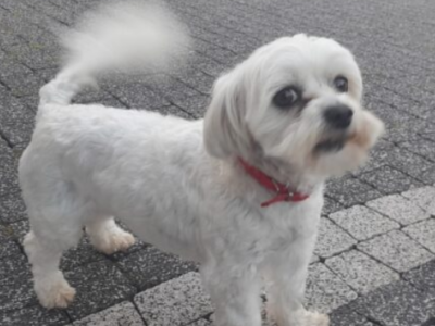 Zaginął piesek Coco