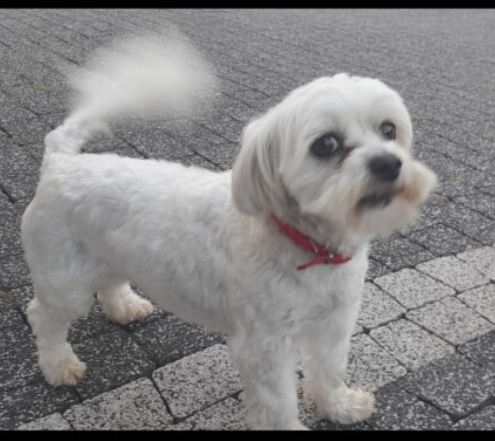 Zaginął piesek Coco