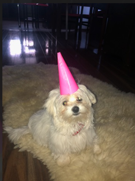 Zaginął piesek Coco