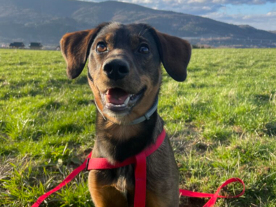 Zaginął piesek Nugat