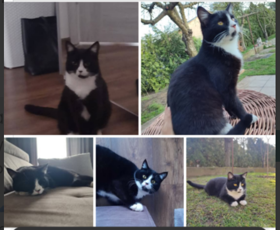 Zaginęła kotka Maszka